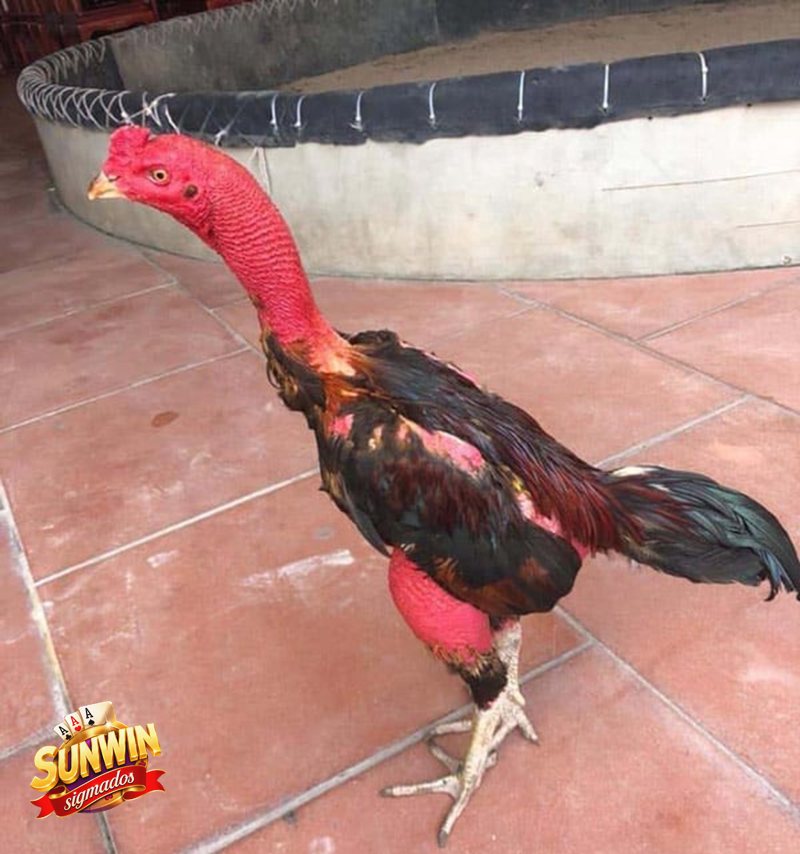 Đá Gà Cựa Sắt - Sunwin phù hợp với kiểu người chơi nào? Đá Gà Cựa Sắt - Sunwin phù hợp với kiểu người chơi nào?