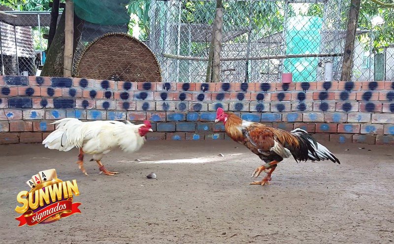 Đá Gà Cựa Sắt - Khái niệm cơ bản cần hiểu Đá Gà Cựa Sắt - Khái niệm cơ bản cần hiểu